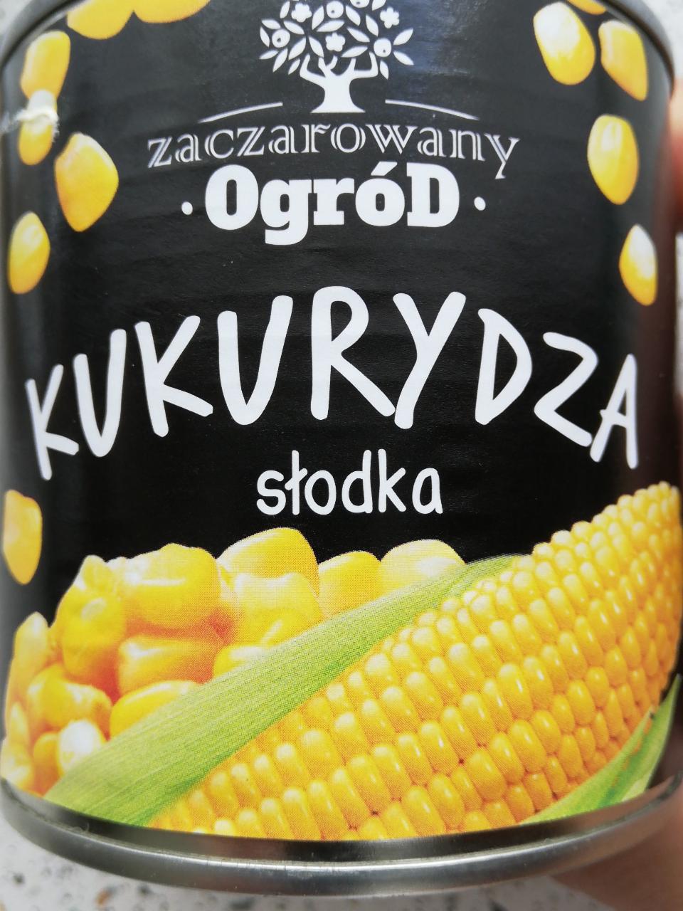 Zdjęcia - Kukurydza zaczarowany ogród